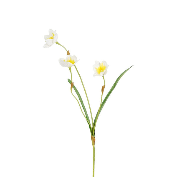 Narcis l.geel - l57cm 217556 whiteyellow01