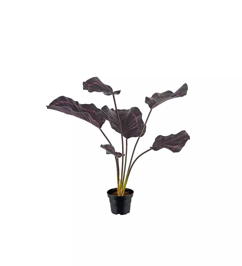Kunstplant Calathea
