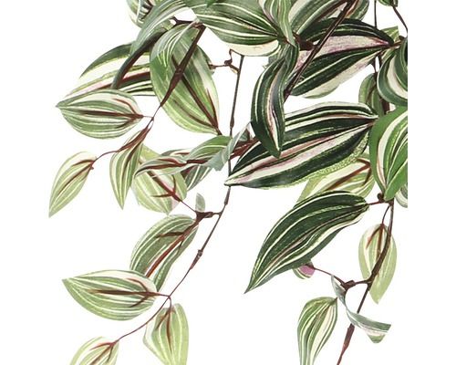 Tradescantia hangend groen in pot Stan grijs d11,5cm - l45xb