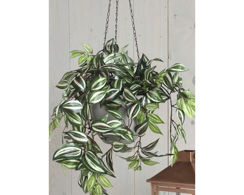 Tradescantia hangend groen in pot Stan grijs d11,5cm - l45xb