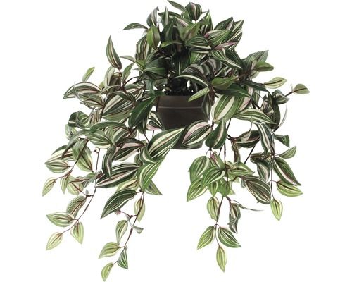 Tradescantia hangend groen in pot Stan grijs d11,5cm - l45xb