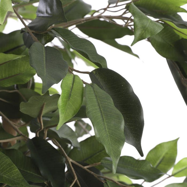 Ficus groen in plastic pot - h110xd65cm