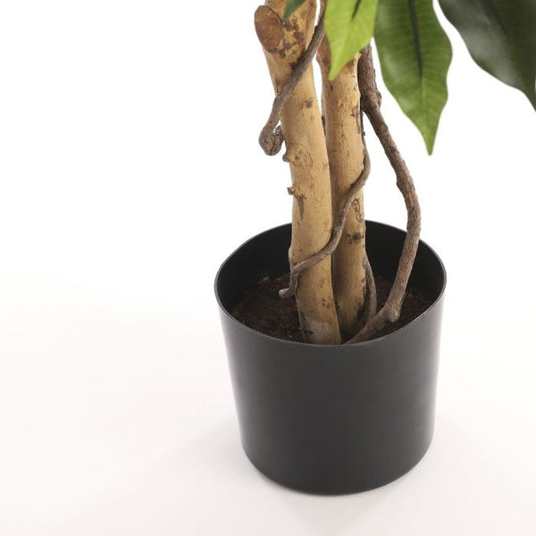 Ficus groen in plastic pot - h110xd65cm