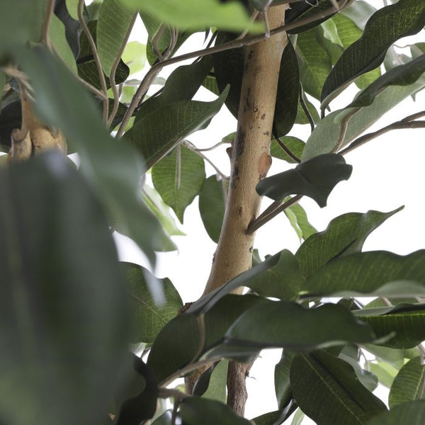 Ficus groen in plastic pot - h110xd65cm