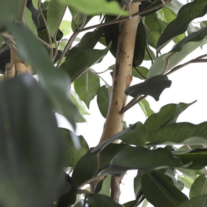 Ficus groen in plastic pot - h110xd65cm