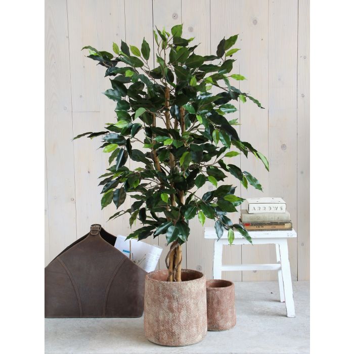 Ficus groen in plastic pot - h110xd65cm