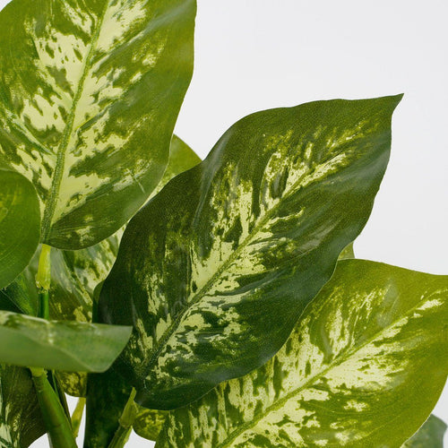 Dieffenbachia groen in pot Stan grijs d11,5cm - h40xd30cm