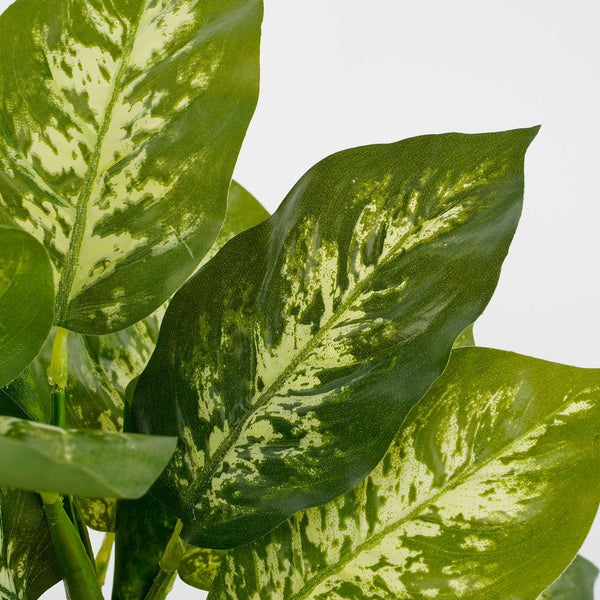 Dieffenbachia groen in pot Stan grijs d11,5cm - h40xd30cm