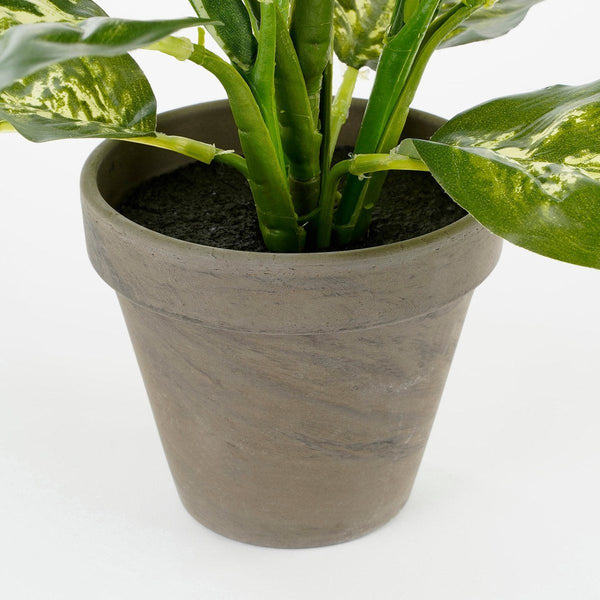 Dieffenbachia groen in pot Stan grijs d11,5cm - h40xd30cm