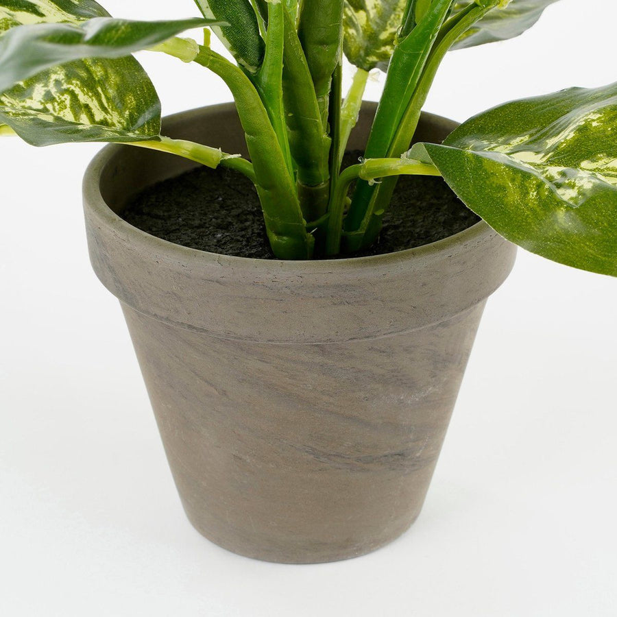 Dieffenbachia groen in pot Stan grijs d11,5cm - h40xd30cm