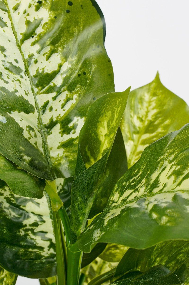 Dieffenbachia groen in pot Stan grijs d11,5cm - h40xd30cm