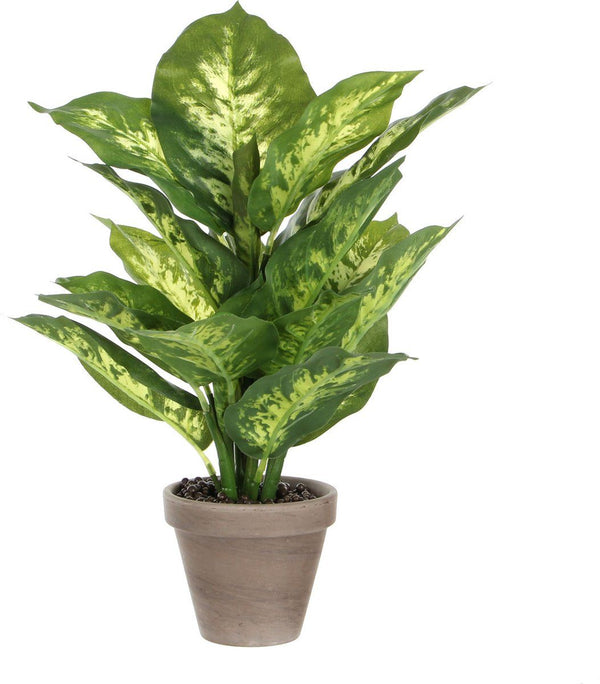 Dieffenbachia groen in pot Stan grijs d11,5cm - h40xd30cm