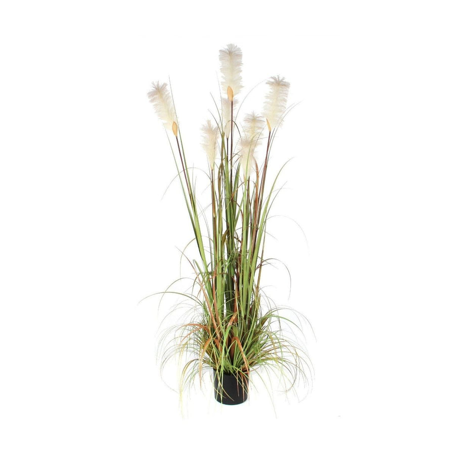 Pluimgras Foxtail 180cm