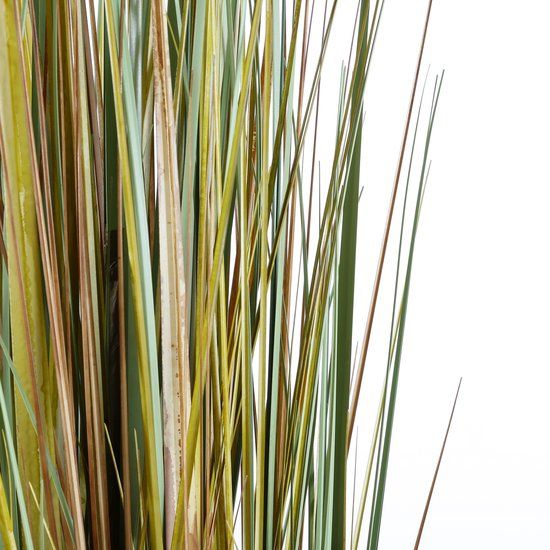 Pluimgras dogtail in pot in plastic pot