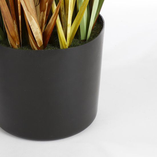 Pluimgras dogtail in pot in plastic pot