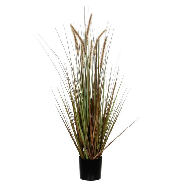 Pluimgras dogtail in pot in plastic pot