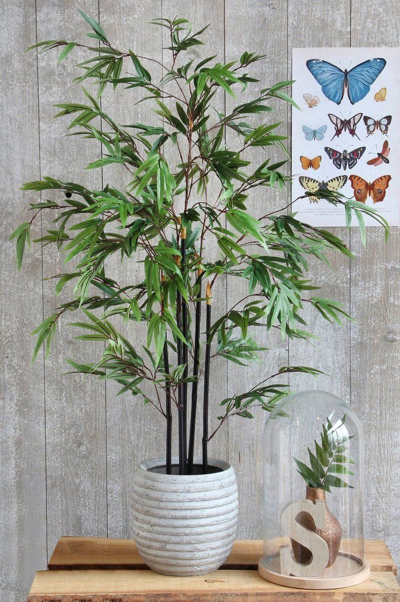 Bamboe groen in plastic pot - h120xd75cm