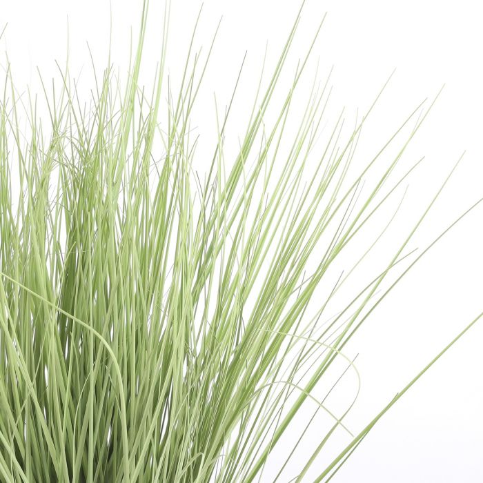 Grass