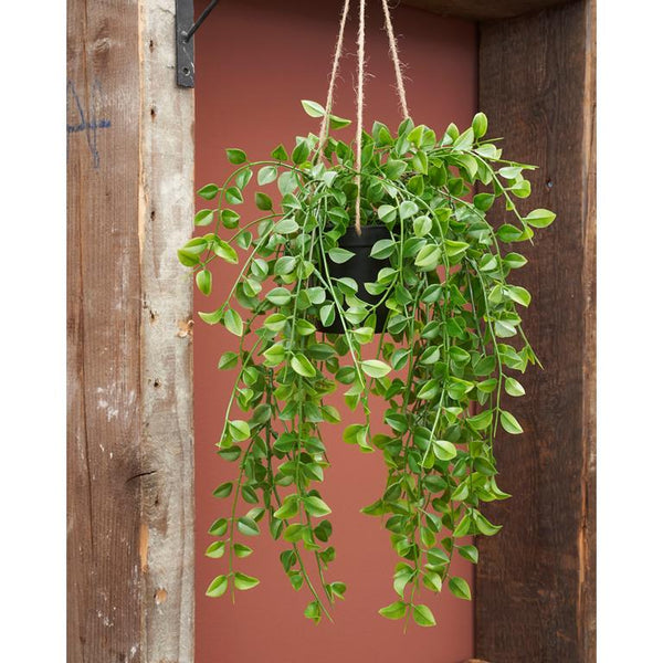 Ficus