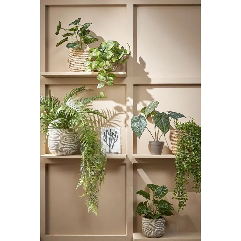 Ficus