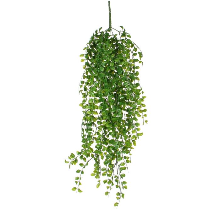 Ficus