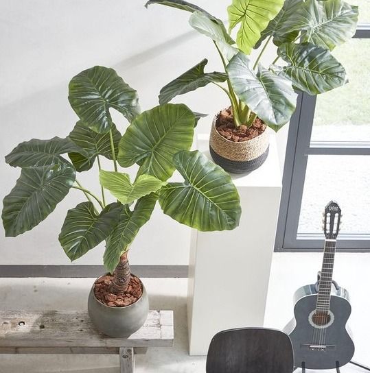 Taro in plastic pot groen - h90xd60cm