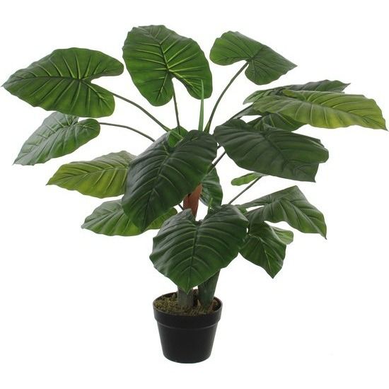 Taro in plastic pot groen - h90xd60cm