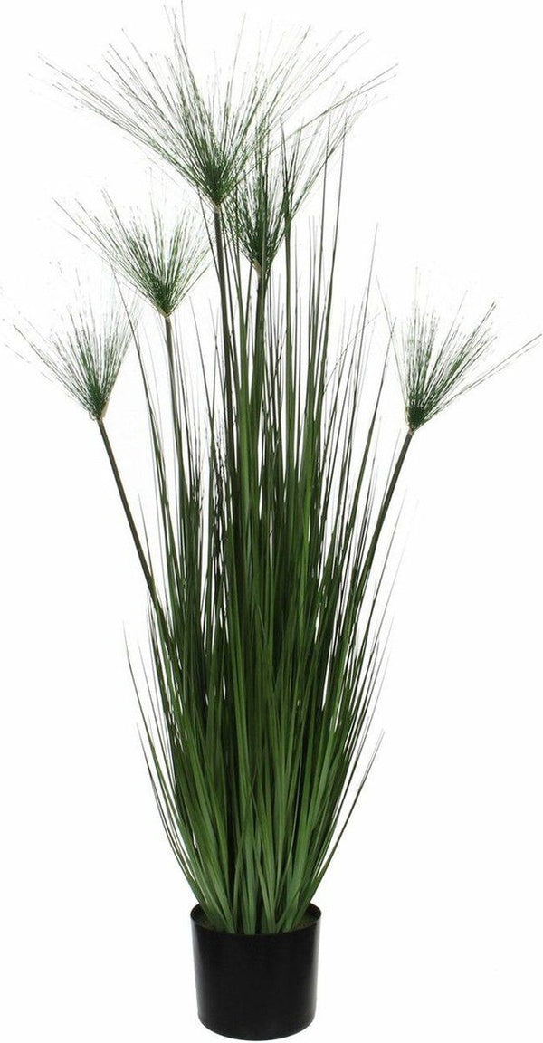 Papyrus in plastic pot