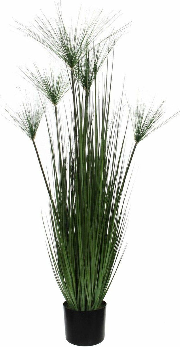 Papyrus in plastic pot