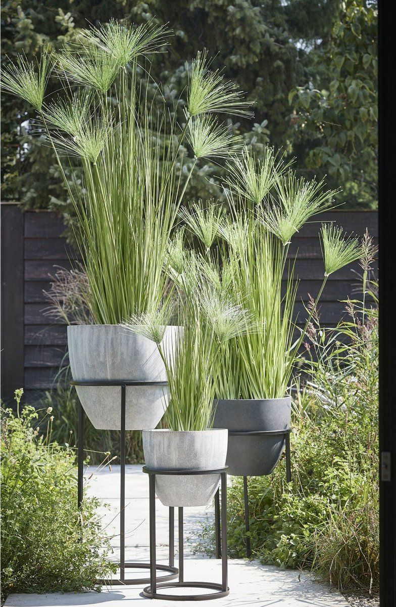 Papyrus in plastic pot