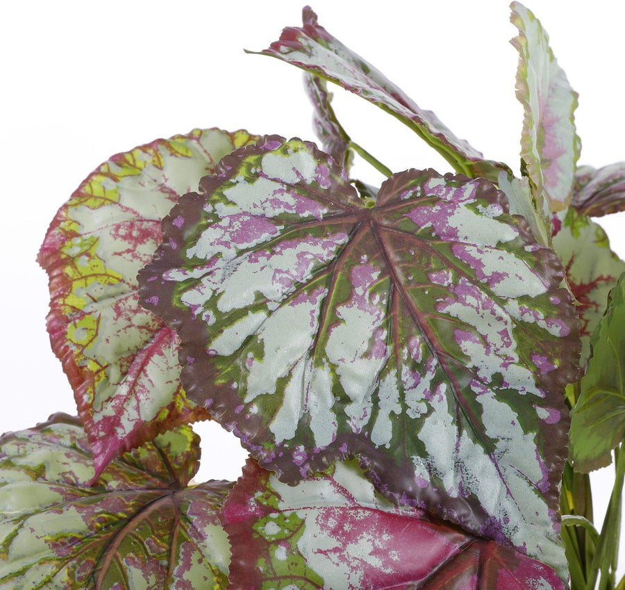 Begonia rood bont in pot Stan