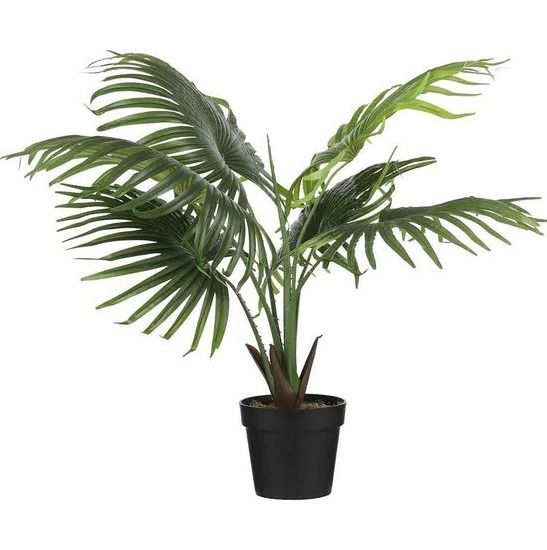 Waaierpalm in pot groen - h80xd80cm