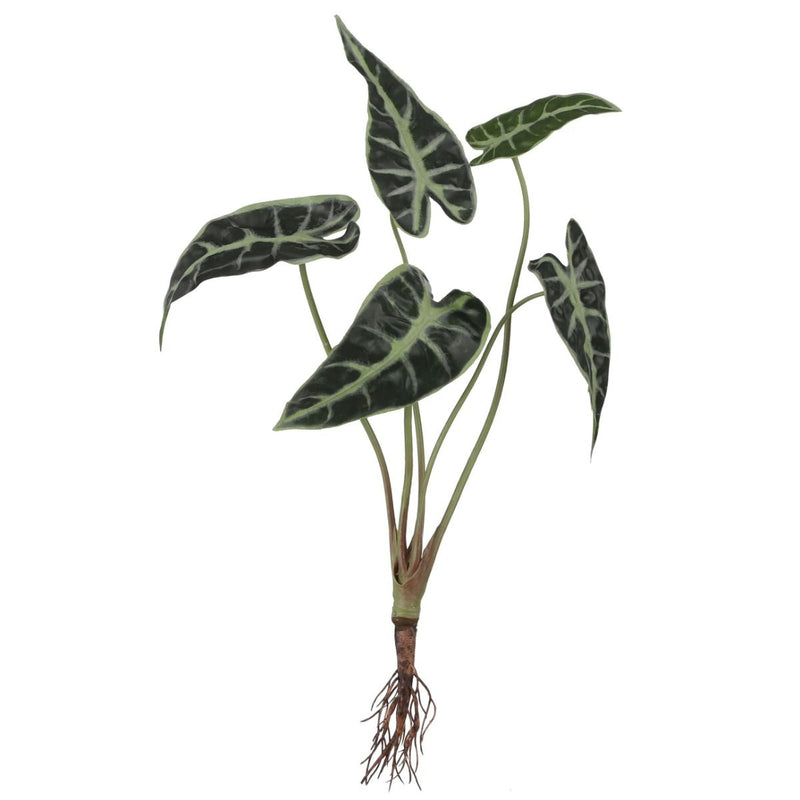 Alocasia met wortels groen - l40xb22xh17cm