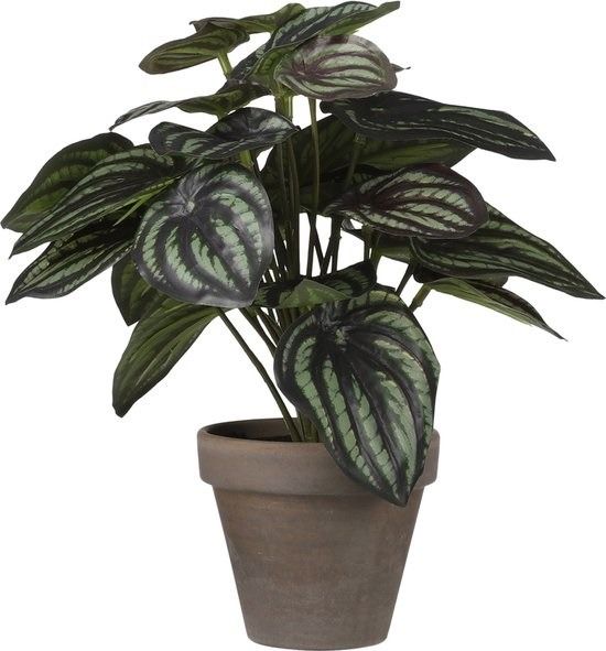 Peperomia d.groen in pot Stan grey d9cm - h24xd23cm