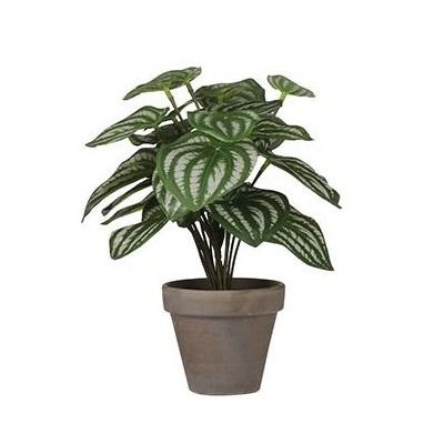 Peperomia l.groen in pot Stan grey d9cm - h24xd23cm