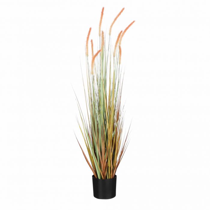 Kattenstaart gras in pot l.bruin - h115xd35cm
