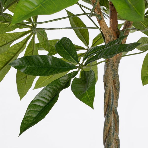 Pachira in pot groen - h80xd60cm