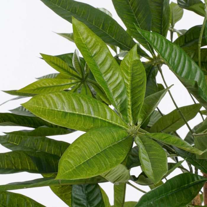 Pachira in pot groen - h80xd60cm