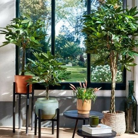 Pachira in pot groen - h80xd60cm