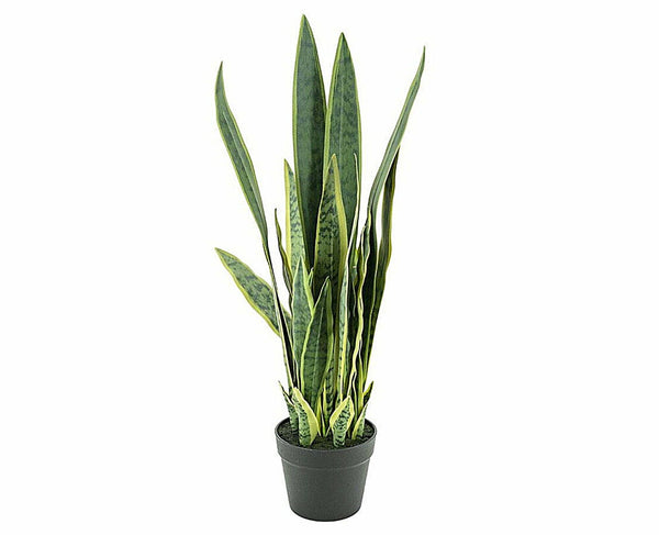 Plant sansevieria 79cm (per 2)