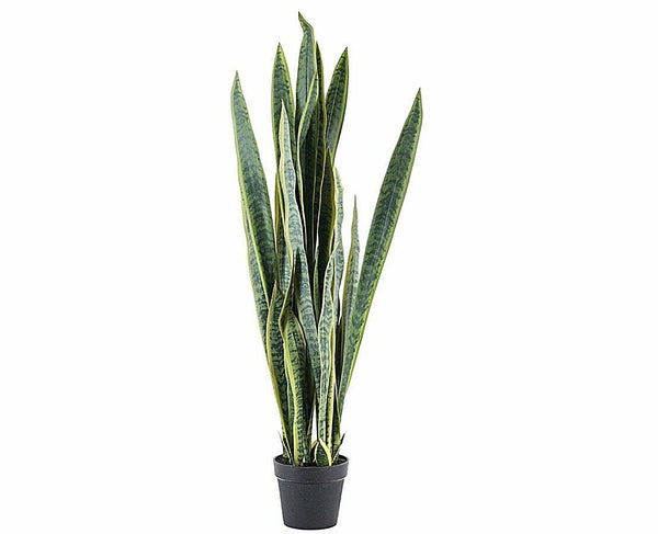 Plant sansevieria 132cm (per 2)