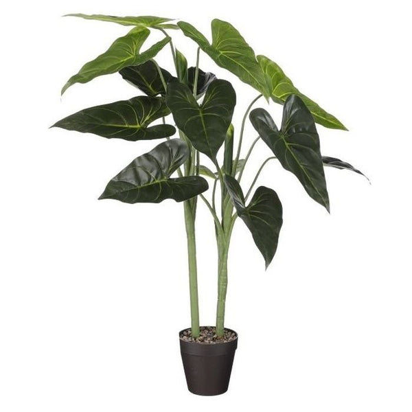 Alocasia in pot groen