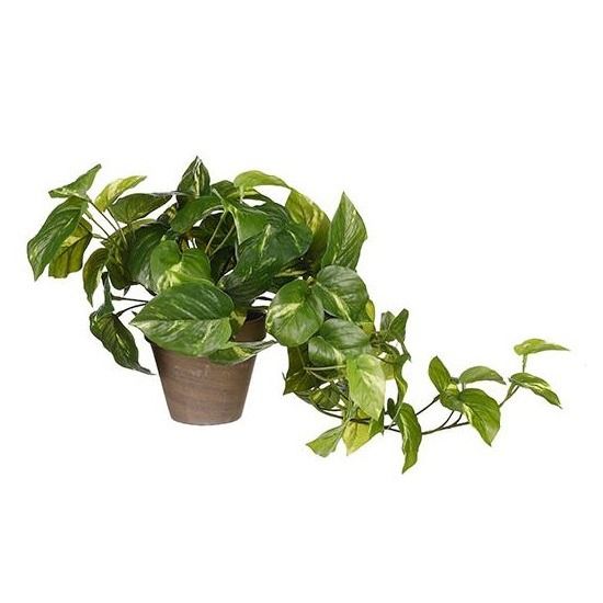 Pothos groen in pot Stan grijs d11,5cm - h44xd17cm