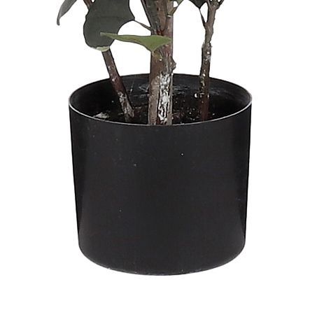 Eucalyptus in pot groen - h150xd30cm