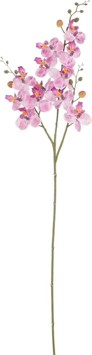 Phalaenopsis l.paars - l75cm
