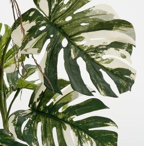 Monstera boom groen - h140xd120cm