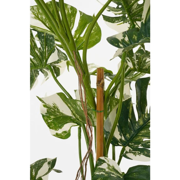 Monstera boom groen - h140xd120cm