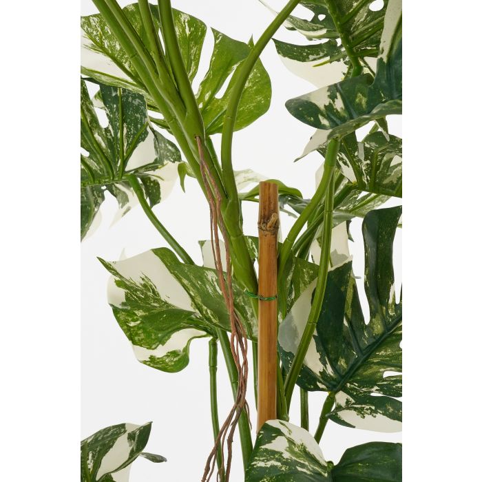 Monstera boom groen - h140xd120cm