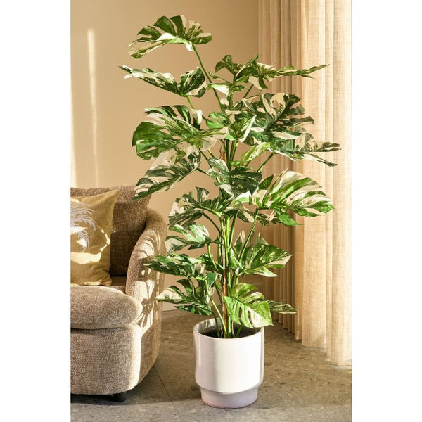 Monstera boom groen - h140xd120cm