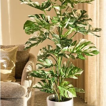 Monstera boom groen - h140xd120cm